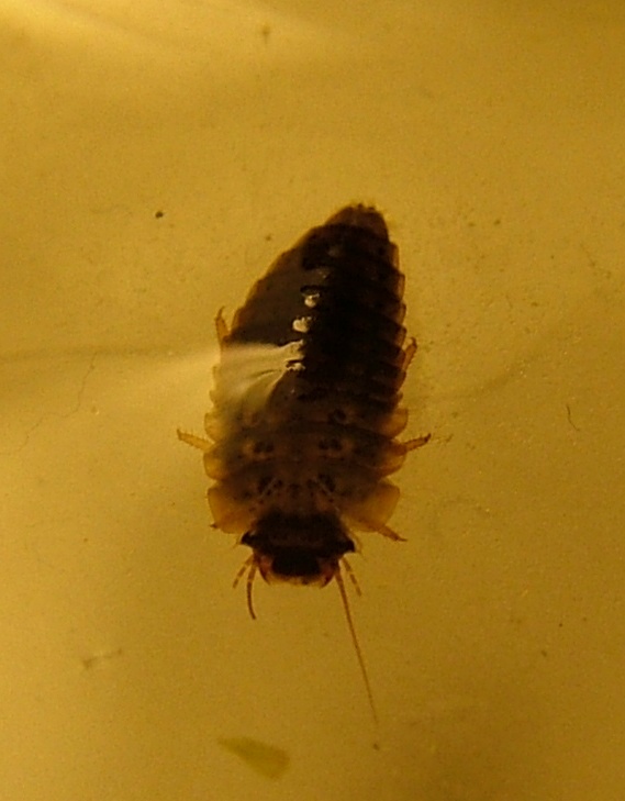 larva di Scirtidae